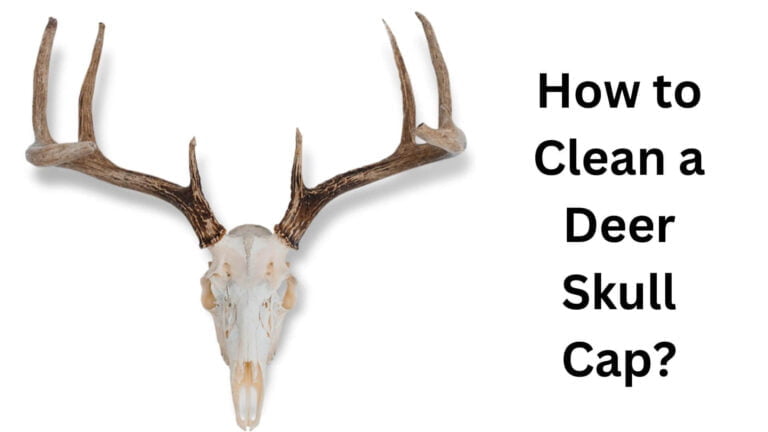 how to clean a deer skull cap?